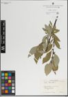 Foto von Salix lanata L.